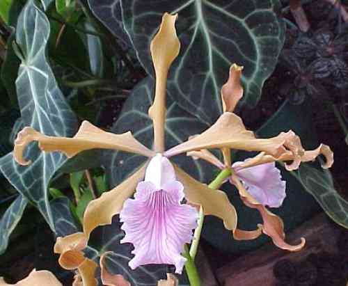 Laelia grandis